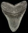 Black, Megalodon Tooth - South Carolina #45942-2